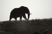 04 Elephant 1/3